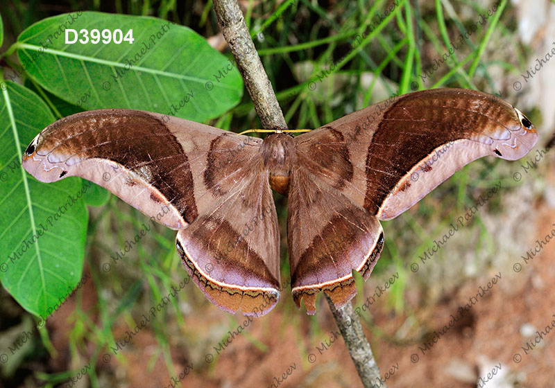 Rhescyntis hippodamia